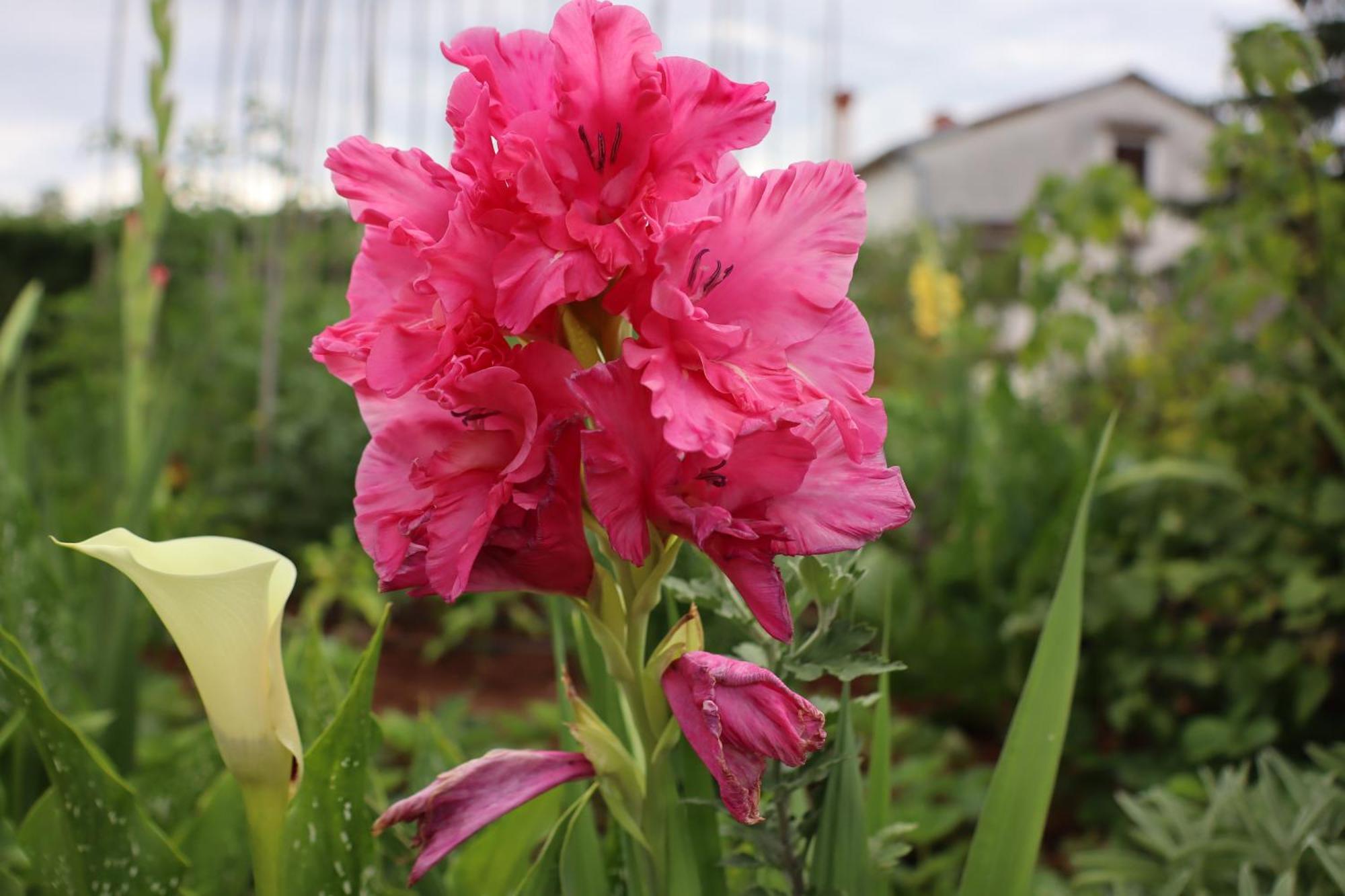 Garden Villa Štanjel المظهر الخارجي الصورة